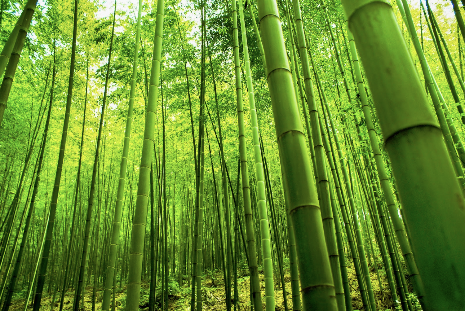 Bamboo vs. Cotton Socks